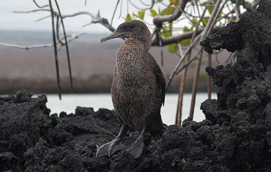 Flightless Cormorant