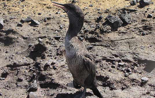 Flightless Cormorant