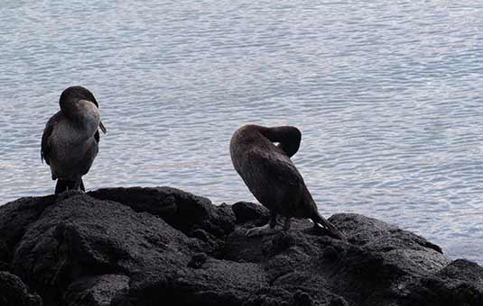 Flightless Cormorant