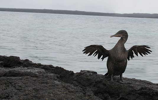 Flightless Cormorant