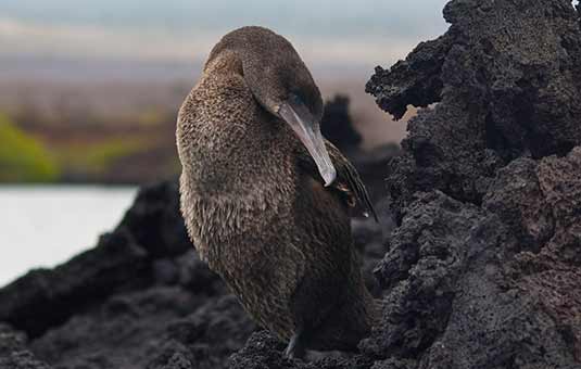 Flightless Cormorant