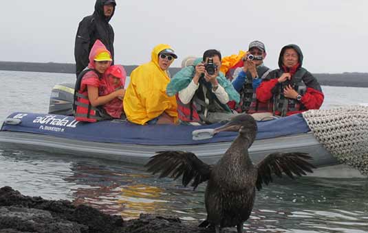 Flightless Cormorant