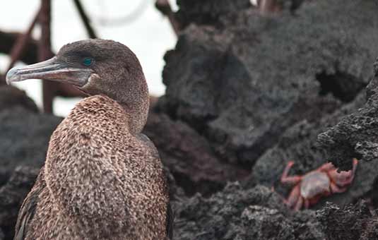 Flightless Cormorant