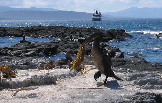 Flightless Cormorant