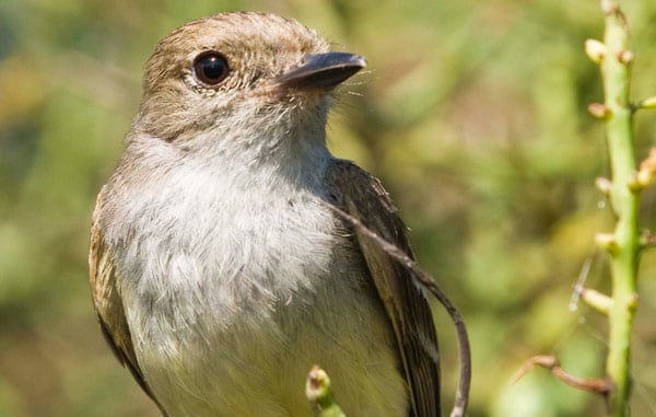 Galapagos Finch