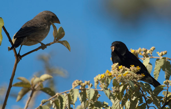 Galapagos Finches