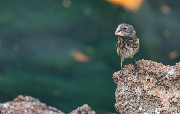 Galapagos Finch