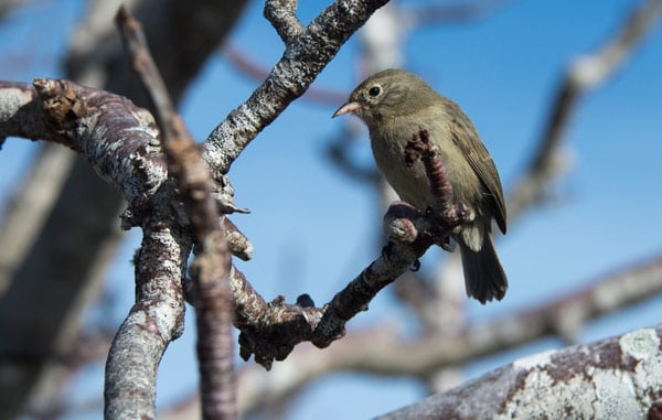 Galapagos Finch