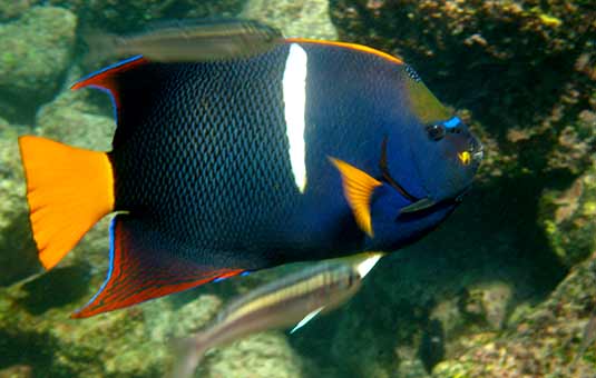 King Angelfish