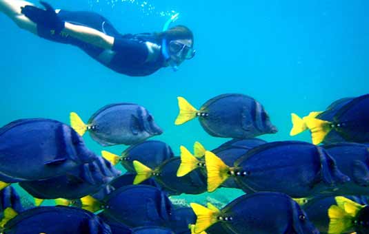 Yellow-tailed Surgeon Fish