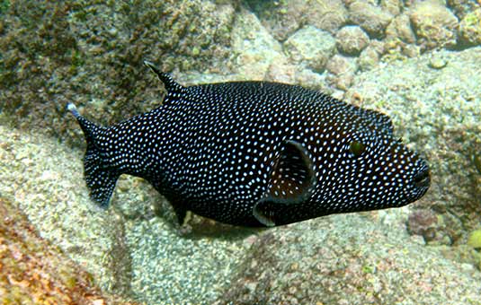 Guinea Fowl Puffer