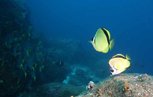 Blacknosed butterflyfish