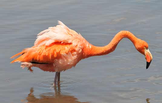 Galapagos Flamingo