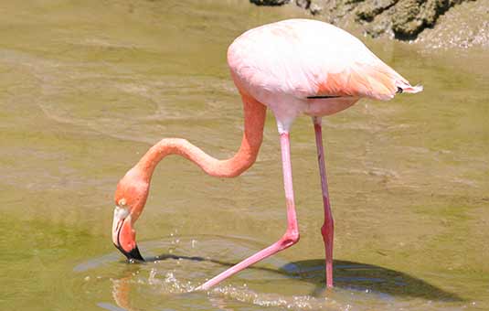 Galapagos Flamingo