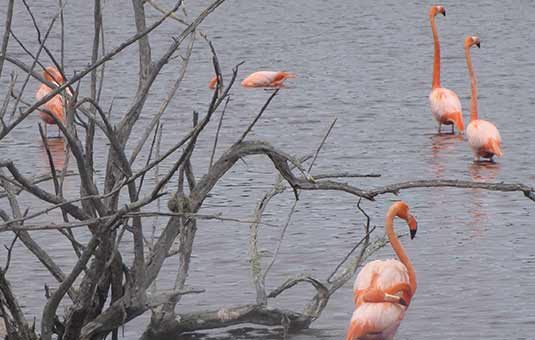 Galapagos Flamingo