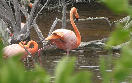 Galapagos Flamingo