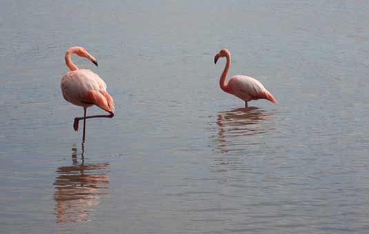 Galapagos Flamingo