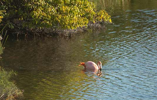 Galapagos Flamingo