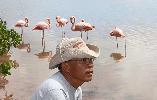 Galapagos Flamingo