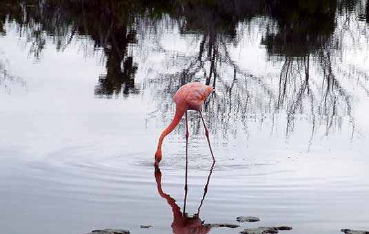 Galapagos Flamingo