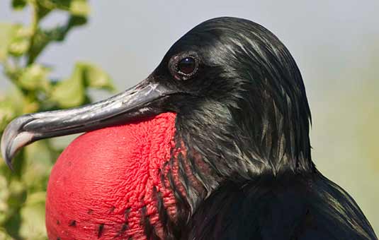 Frigatebird