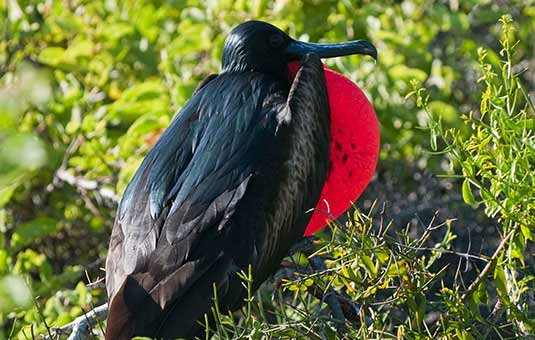 Frigatebird