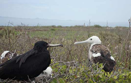 Frigatebird