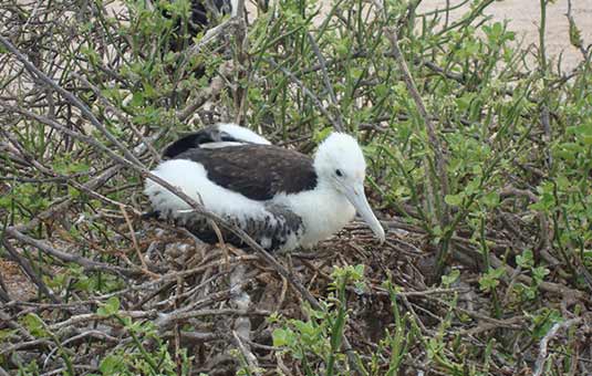 Frigatebird