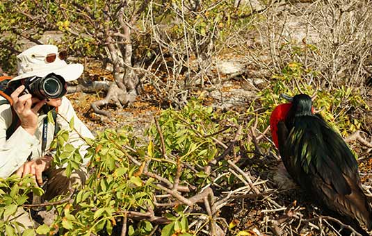 Frigatebird