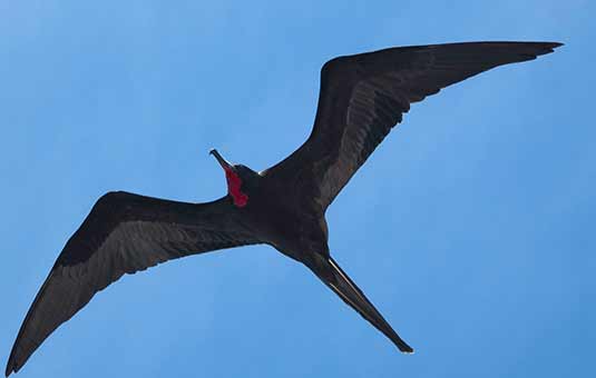 Frigatebird