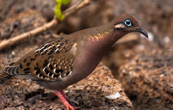 Galapagos Dove