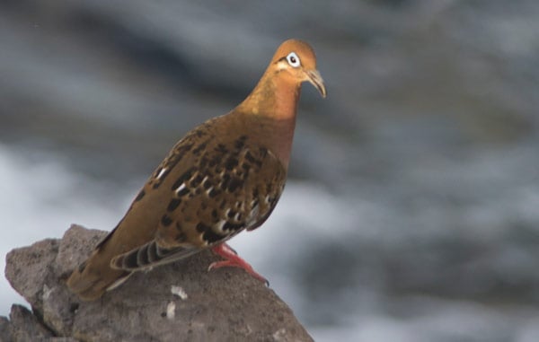 Galapagos Dove