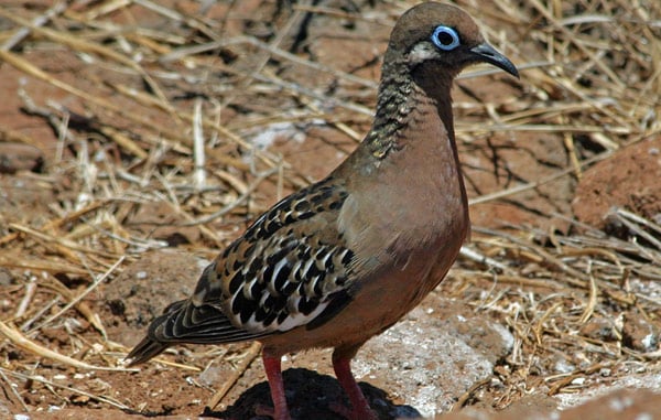 Galapagos Dove