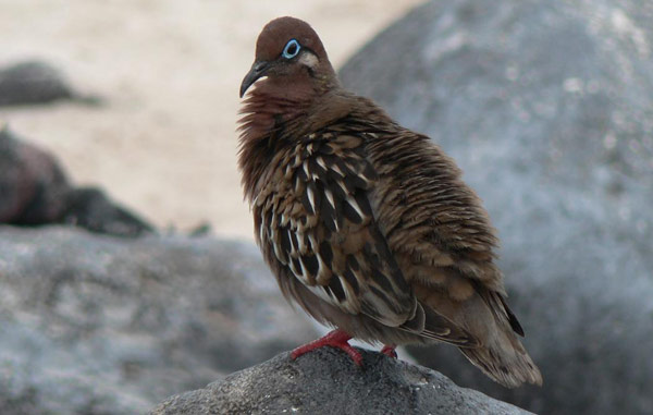 Galapagos Dove