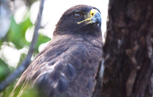 Galapagos Hawk