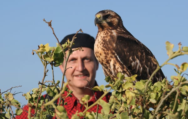 Galapagos Hawk