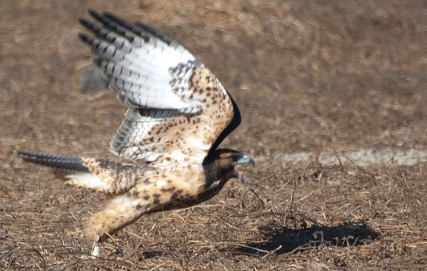 Galapagos Hawk