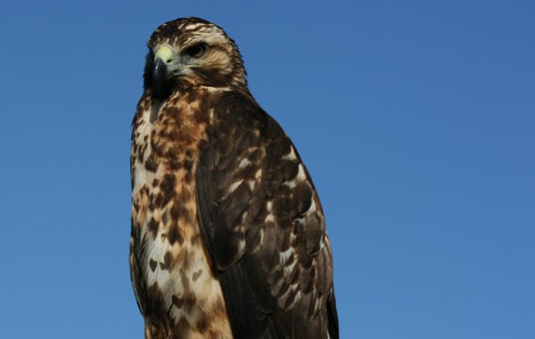 Galapagos Hawk