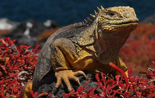 Land Iguana