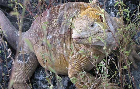 Land Iguana