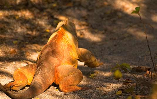 Land Iguana