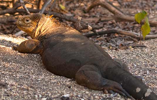 Land Iguana