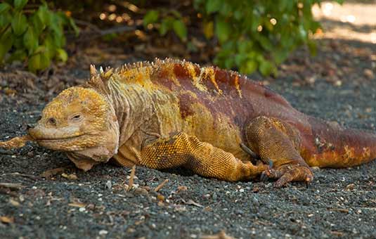 Land Iguana