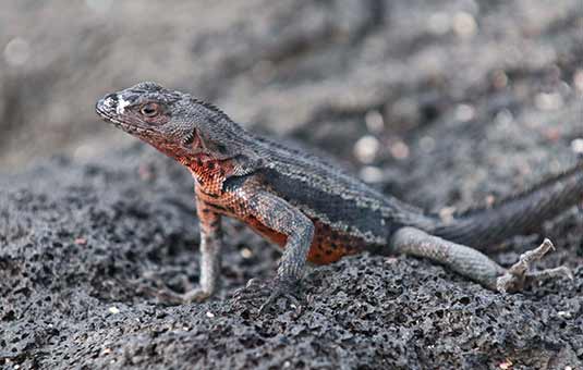 Lava Lizard