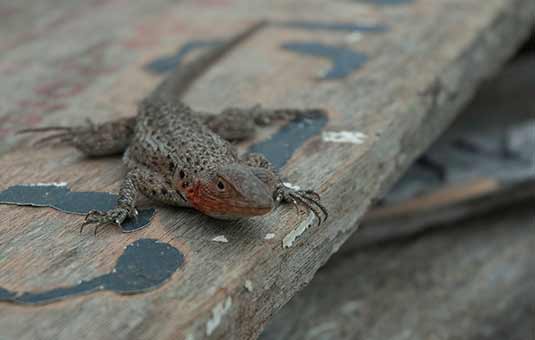 Lava Lizard