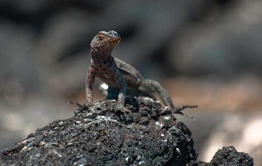 Lava Lizard