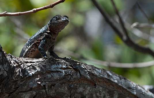 Lava Lizard