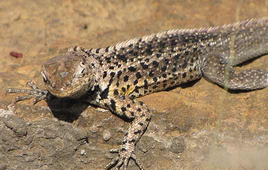 Lava Lizard