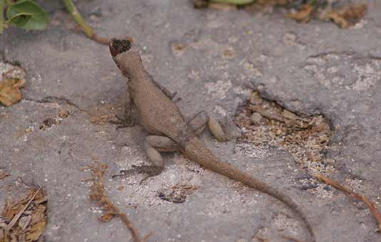 Lava Lizard