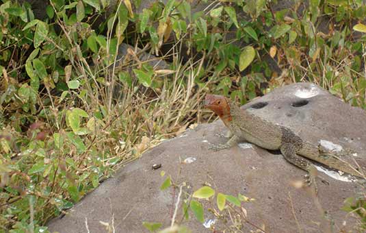 Lava Lizard